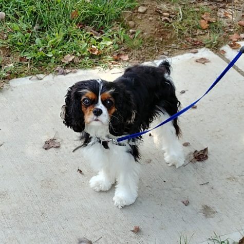 Ginger out for a walk