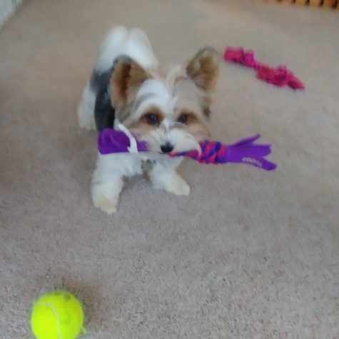 Tucker playing with toys