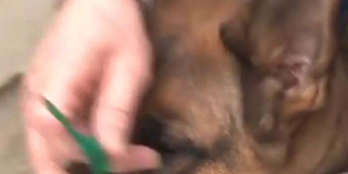 Removing A Dog Tick
