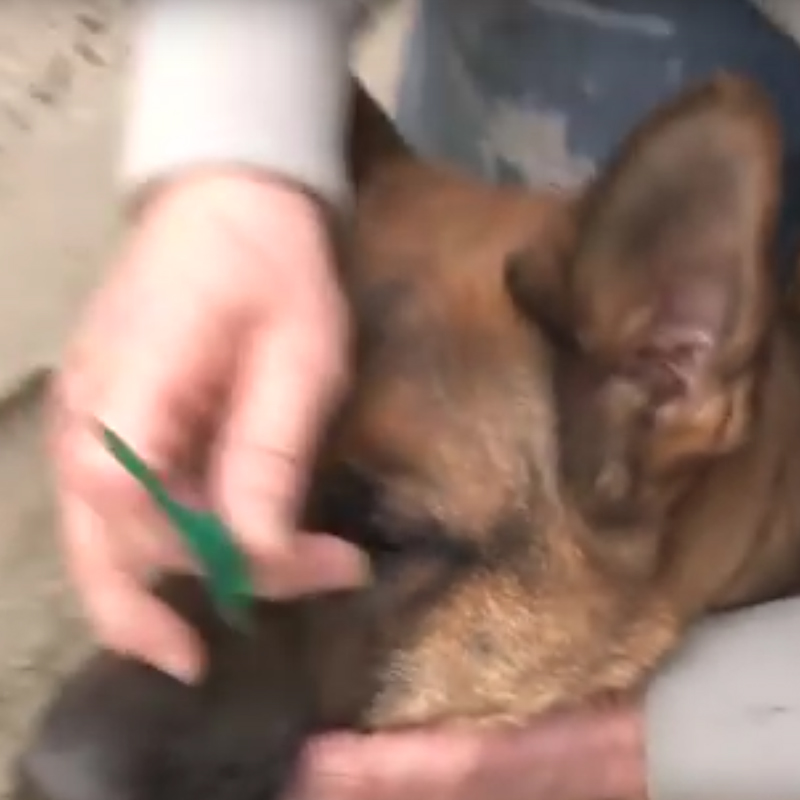 Removing A Dog Tick